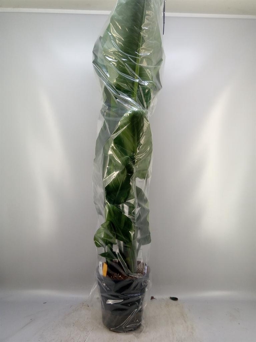 <h4>Strelitzia nicolai</h4>