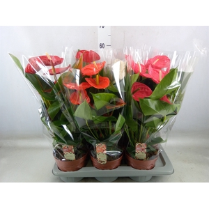 Anthurium   ...mix 4
