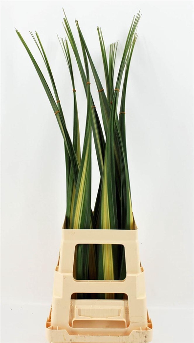 <h4>Pandanus Bont</h4>
