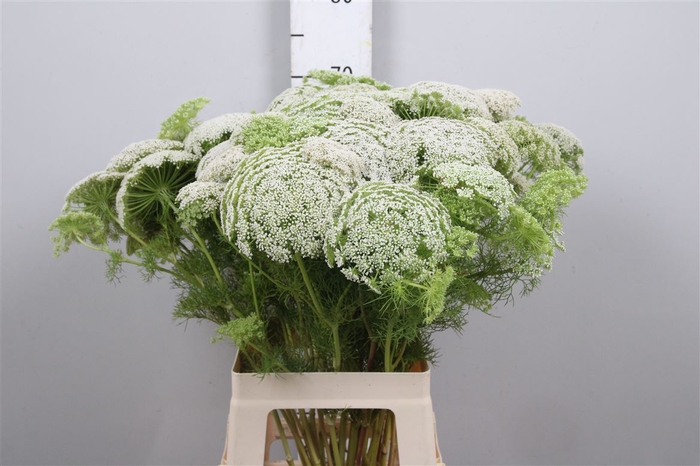 <h4>Ammi Visnaga</h4>