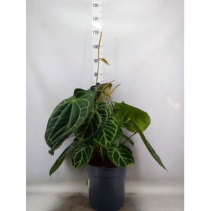 Anthurium crys. 'Karma Crystal Hyb'