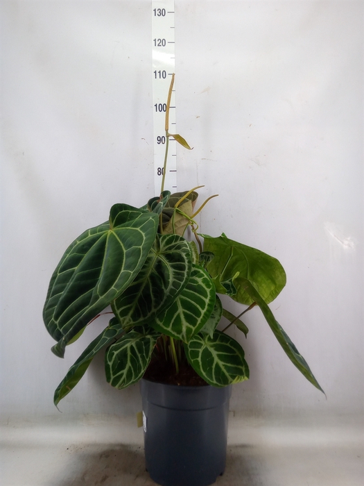 <h4>Anthurium crys. 'Karma Crystal Hyb'</h4>