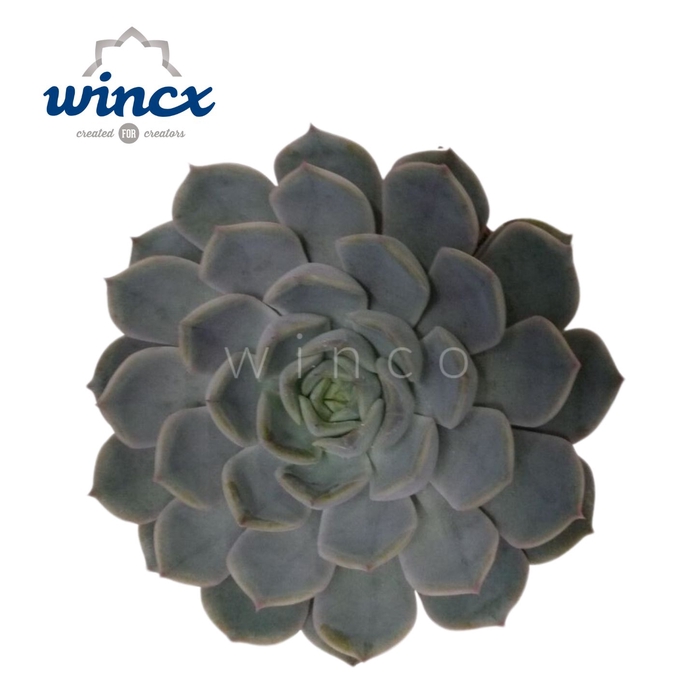 Echeveria Amore Cutflower Wincx-8cm