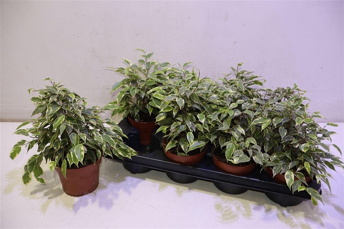 <h4>Fic Be Kinky</h4>