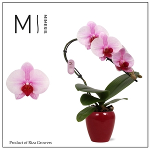 Phalaenopsis Swan Blush 1 spike – 7cm in Martine Red Ceramic | Mimesis