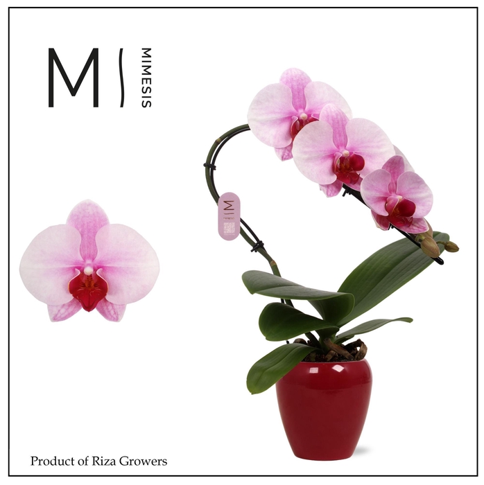 <h4>Phalaenopsis Swan Blush 1 spike – 7cm in Martine Red | Mimesis</h4>