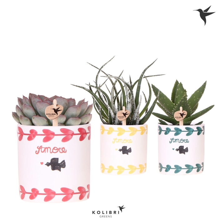 <h4>Kolibri Greens Succulenten mix in Amore pot mix</h4>