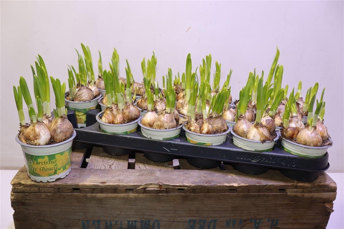 <h4>arr8 Narc D Tete Boucle</h4>