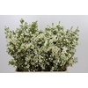 Chamelaucium Ivory Pearl