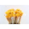 Dried Silk Worms Extra Orange Bunch