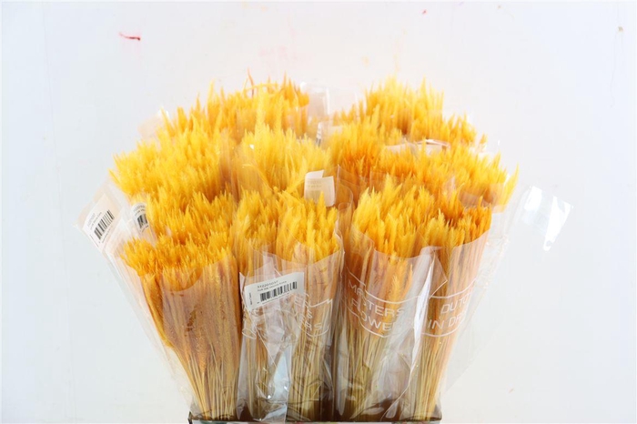 Dried Silk Worms Extra Orange Bunch