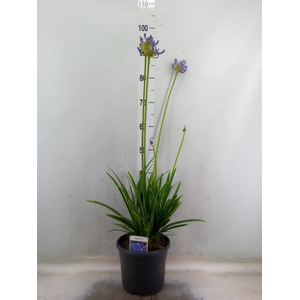 Agapanthus afric.