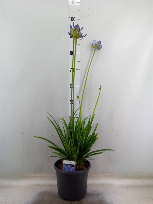 <h4>Agapanthus afric.</h4>