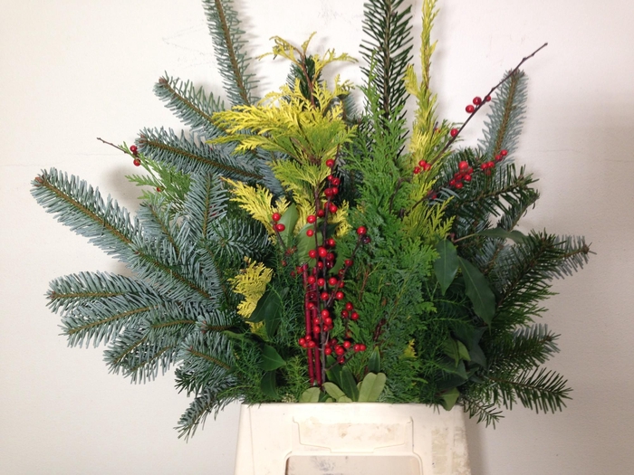 <h4>KERSTGROEN OV BS</h4>