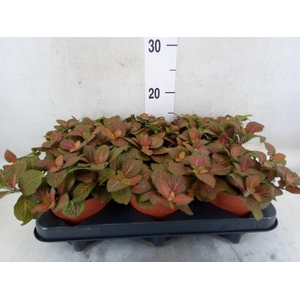 Fittonia verschaf. 'Joly Josan'