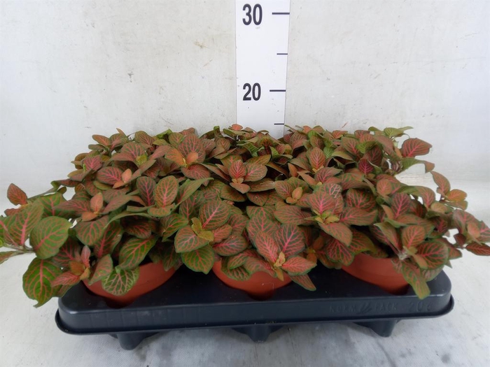 <h4>Fittonia verschaf. 'Joly Josan'</h4>