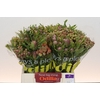 Kaaps Groen Cone Mix Large
