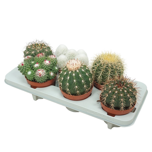 <h4>Bolcactus mix 13 cm</h4>