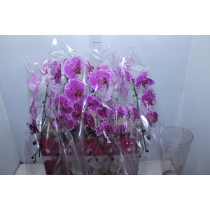 PHALAENOPSIS CASCATA ESPECIAL P15 PINK MIN 11 FLS