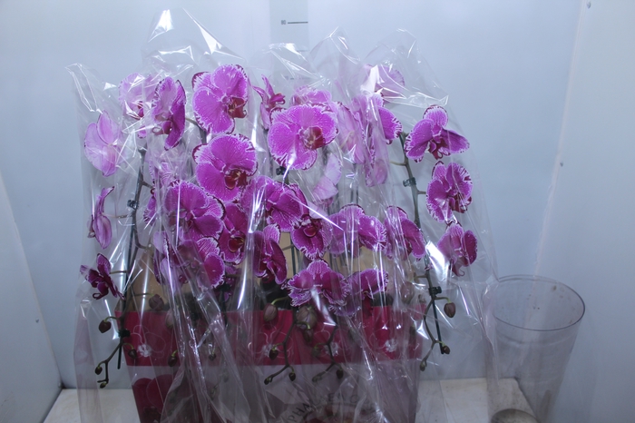 <h4>PHALAENOPSIS CASCATA ESPECIAL P15 PINK MIN 11 FLS</h4>