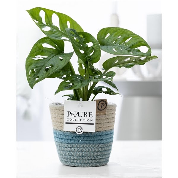 <h4>Monstera Adansonii in P&PURE Fashionpot Valerie</h4>