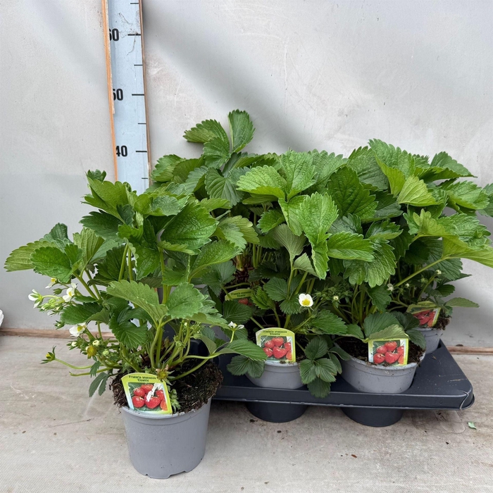 <h4>Fragaria ananassa 'Elsanta'</h4>