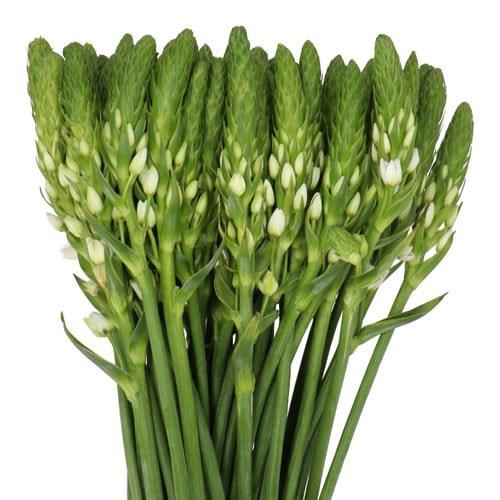 <h4>ORNITHOGALUM WHITE Tessa</h4>
