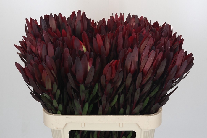 <h4>Leucadendron Saf Sunset Dark R.</h4>