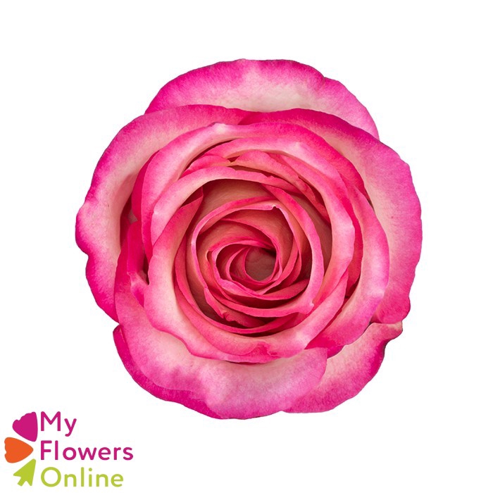 <h4>R Gr Carousel Bicolor 50cm EC</h4>