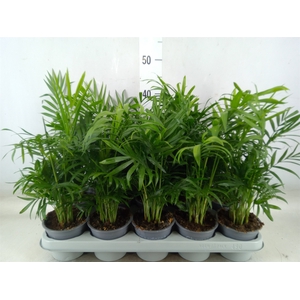 Chamaedorea elegans