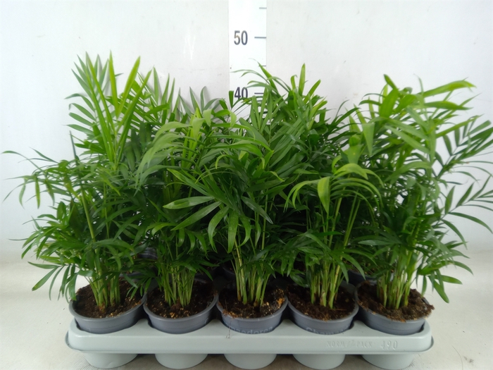 <h4>Chamaedorea elegans</h4>
