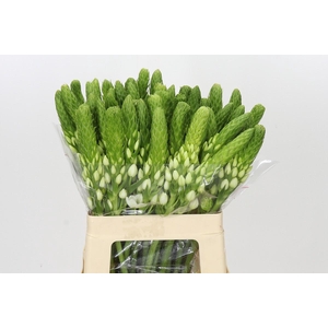 Ornithogalum thyrsoides White Star