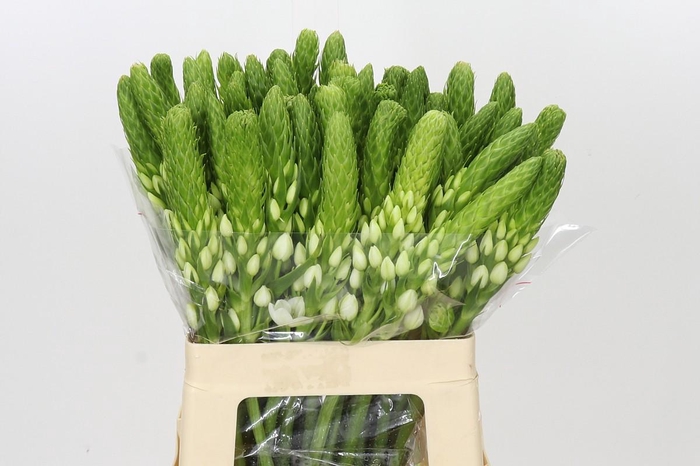<h4>Ornithogalum thyrsoides White Star</h4>