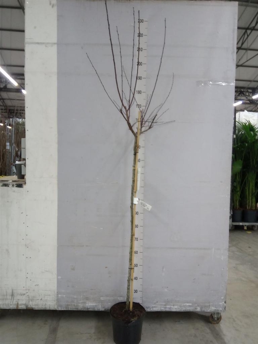 <h4>Prunus persica</h4>