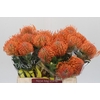 Nutans Ayoba Mandarin Zest