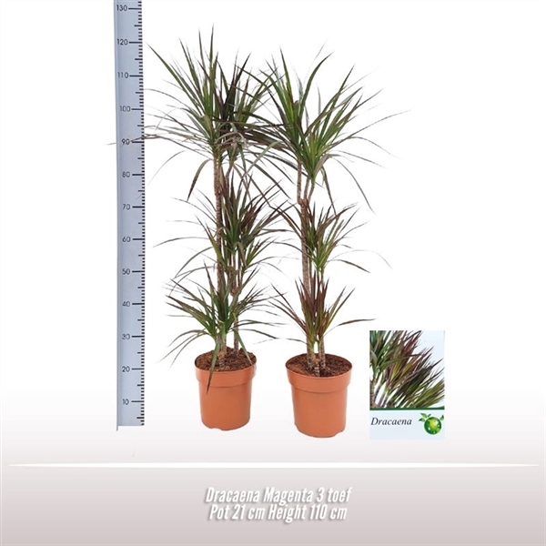 <h4>Dracaena Magenta 3 toef</h4>