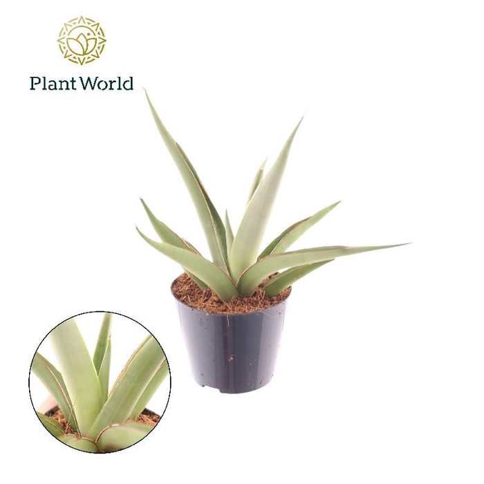 <h4>Sansevieria overig Silver Syreni</h4>