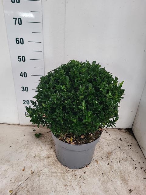 <h4>EUONYMUS JA GR SPIRE</h4>