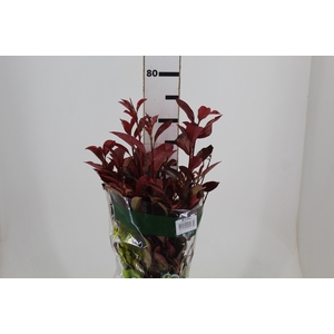 FOLHAGEM PHOTINIA VERMELHO 070 CM