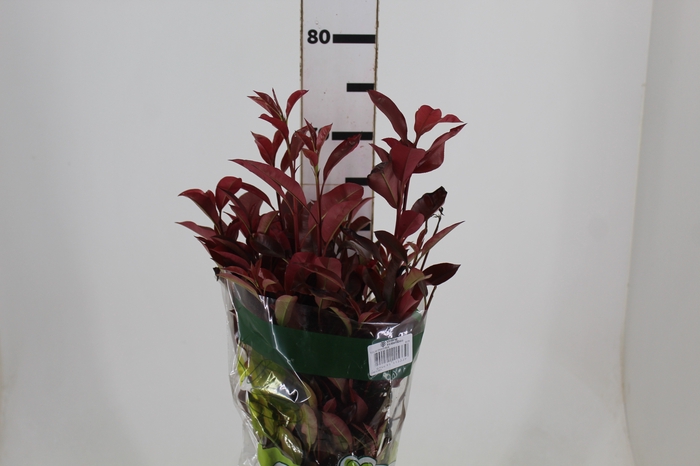 <h4>FOLHAGEM PHOTINIA VERMELHO 070 CM</h4>