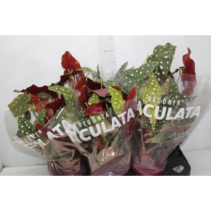 BEGONIA MACULATA P15 PO
