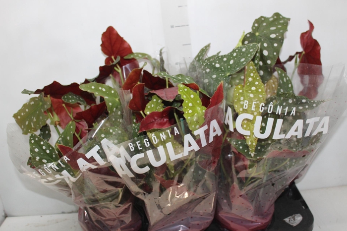 <h4>BEGONIA MACULATA P15 PO</h4>