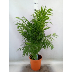 Chamaedorea elegans
