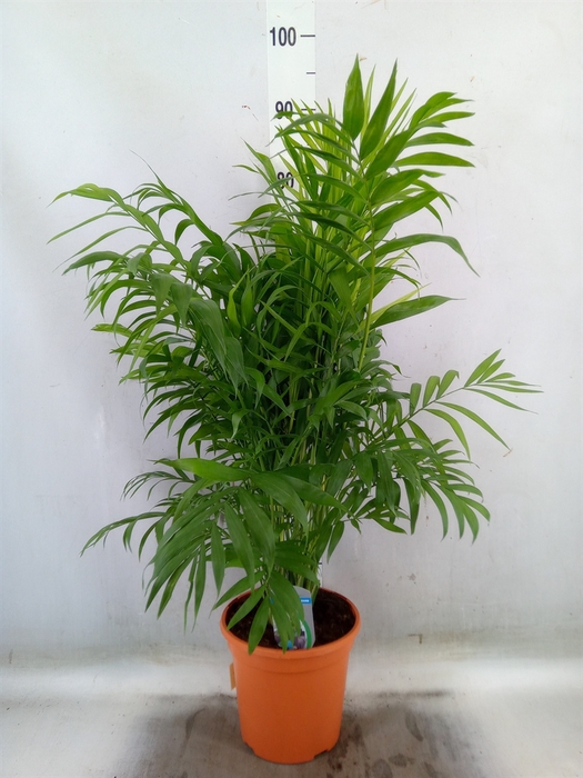 <h4>Chamaedorea elegans</h4>