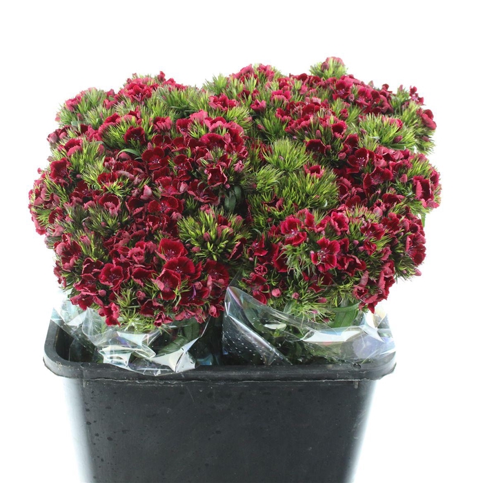 <h4>Di Barb Kiwi Dark Red</h4>