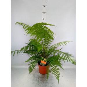 Dicksonia antarctica