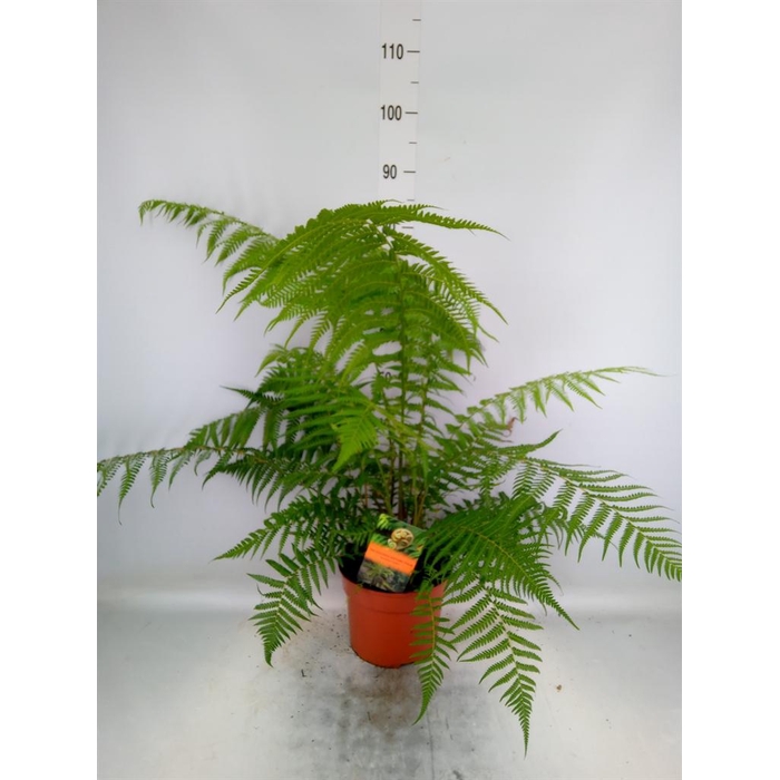 <h4>Dicksonia antarctica</h4>