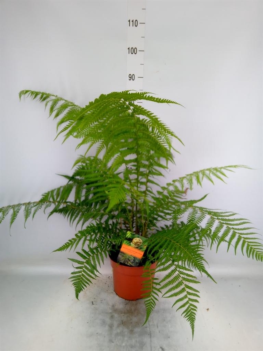 <h4>Dicksonia antarctica</h4>