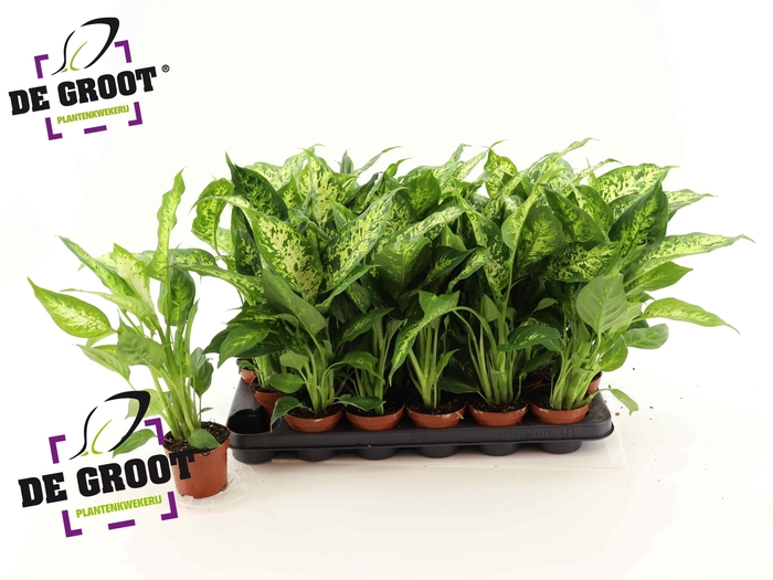 <h4>DIEFF COMPACTA</h4>