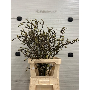 Magnolia Grillig
